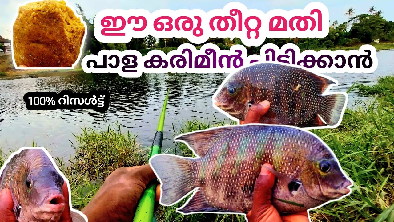 കരിമീൻ പിടിത്തം ഒരു ഹരം|Arjun wayanad |karimeen pidutham |karimeen |karimeen baite