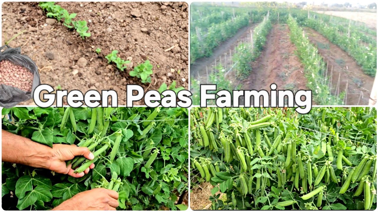 Green Peas farming | How to grow peas from sowing to harvest, land/bed preparation & trellis design