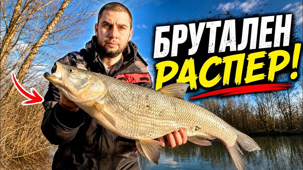 ОГРОМНИ РАСПЕРИ  с ЛАЙТА по МАРИЦА !!!