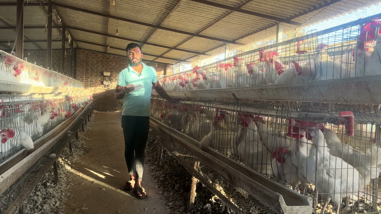 २००० पक्षांच लेयर फ़ार्मचा आजच्या मार्केटनुसार परवडत की नाहीं परवडत ( १०१%सत्य परिस्थिती)