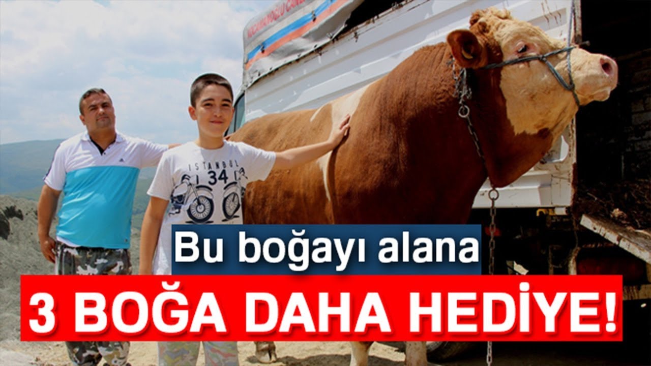 Bu Boğayı Alana, Yanında 3 Boğa Hediye