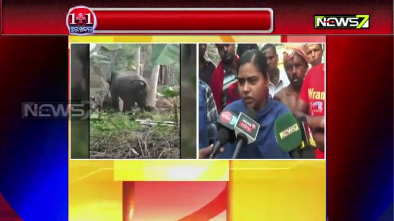 3 Dead In Pipili Due To Wild Elephant Attack...Other 3 Injured