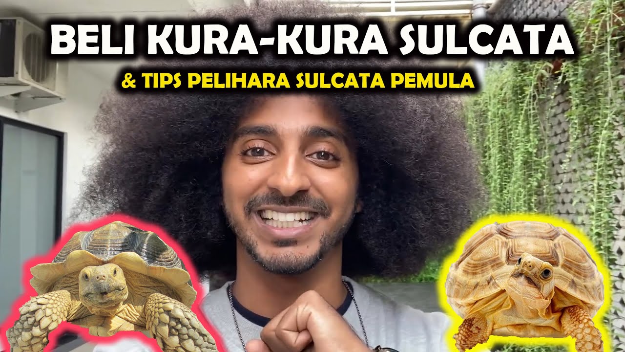 BORONG KURA-KURA DARAT SULCATA! TIPS DAN PERSIAPAN PELIHARA SULCATA! PENYAKIT & PAKAN