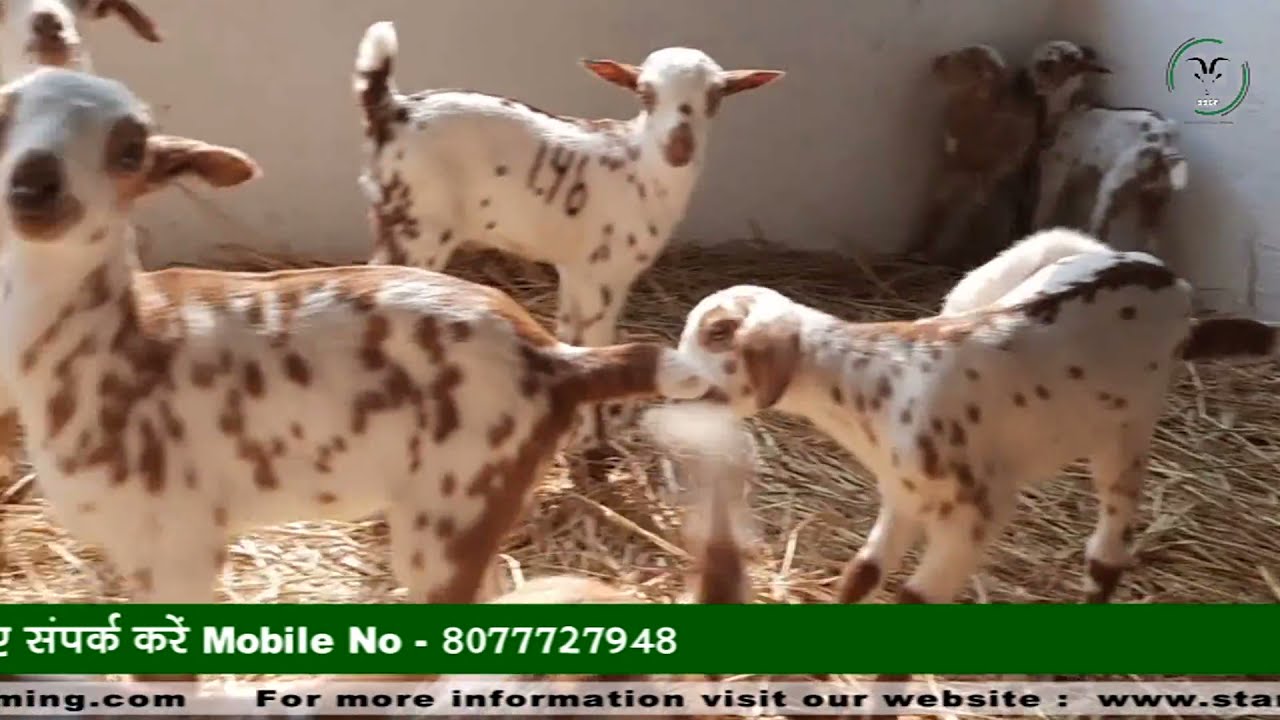 0 - 3 माह के बच्चों की देखभाल--Mob no.8077727948   #StarScientificGoatFarming