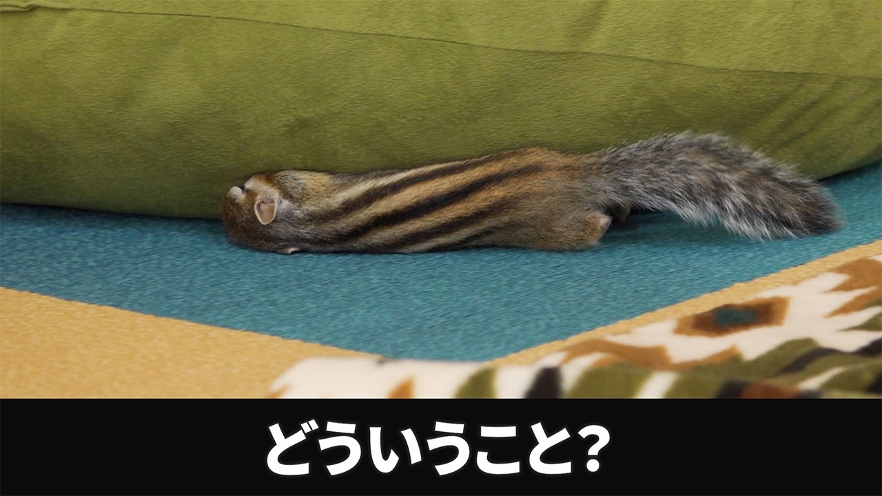 これが秋のシマリスです