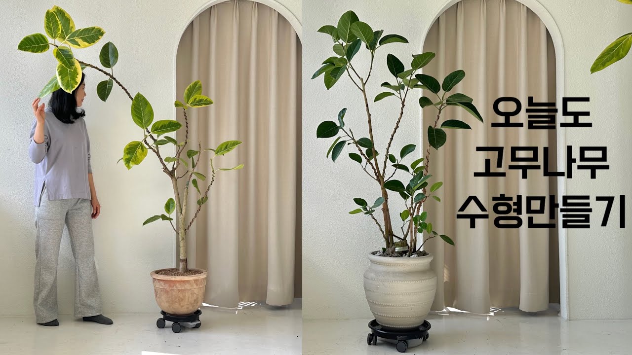 딥가든 ∣ 오늘도 고무나무 수형만들기! ∣