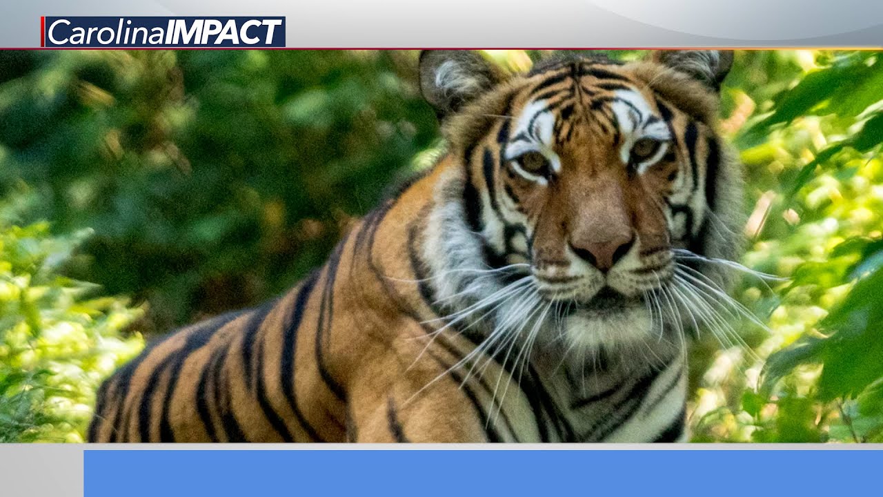 Carolina Tiger Rescue Sanctuary - Carolina Impact: October 6, 2020