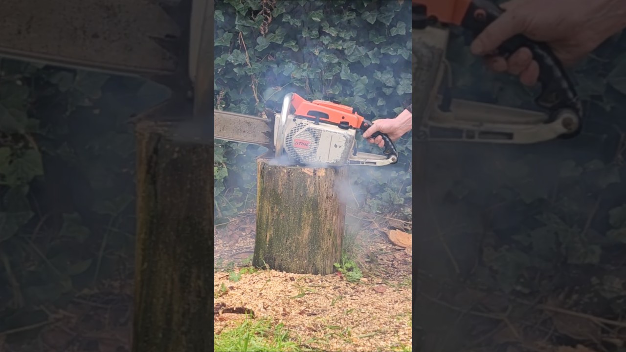 50 year old Monster of the Forest Stihl 075 #coldstart #chainsaw
