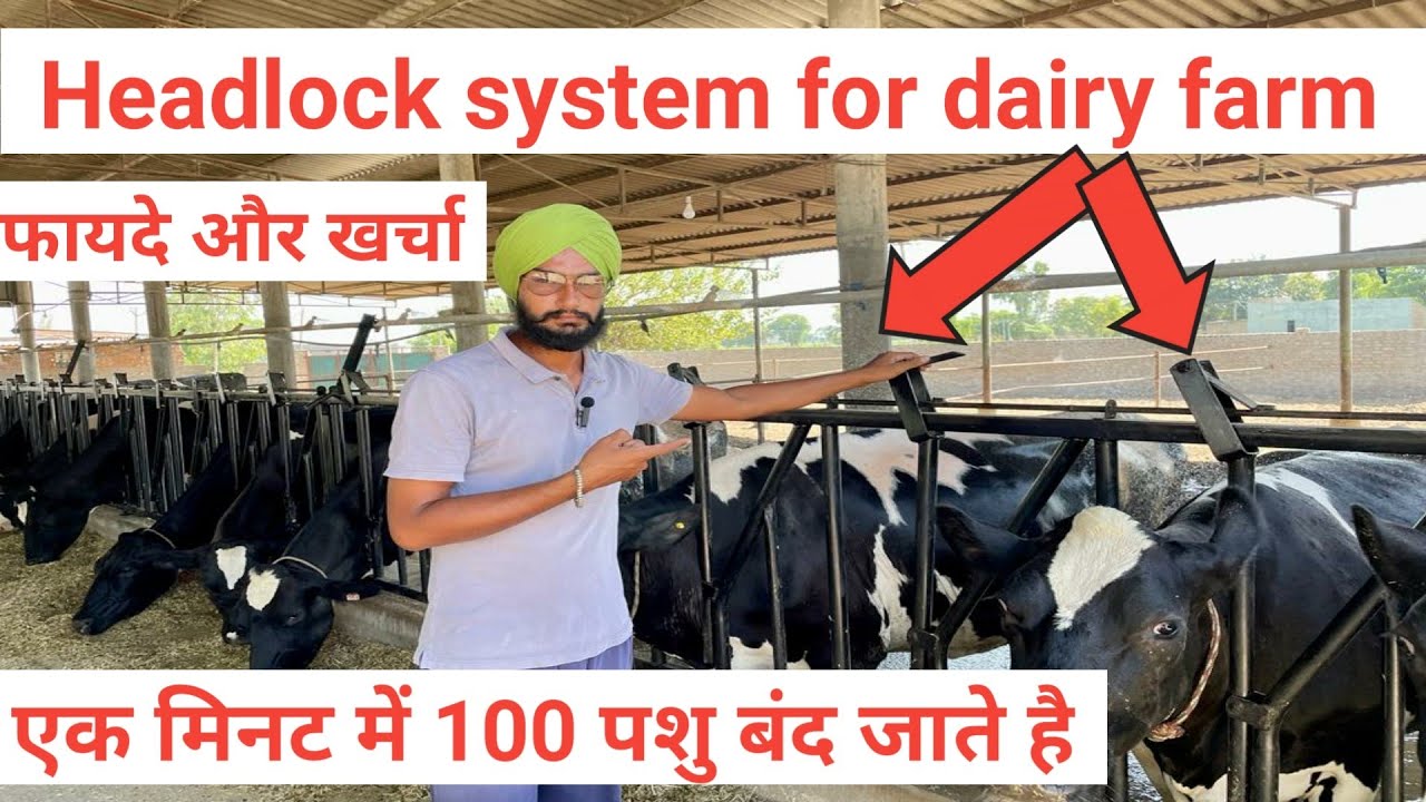 Headlock system for dairy farm । Dairy farm managment । Headlock लगाने के फायदे और खर्चा ।