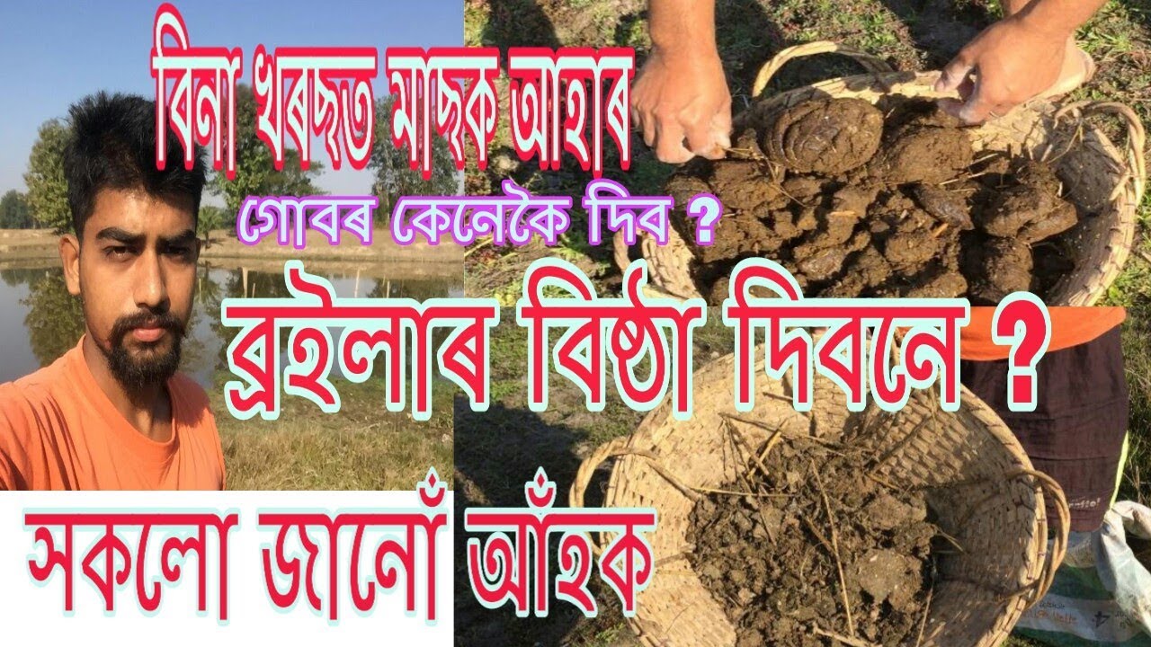 বিনা খৰছত মাছৰ আহাৰ আৰু গোবৰ সাৰৰ প্ৰয়োগ । Organic fertiliser use for fish farming in Assam