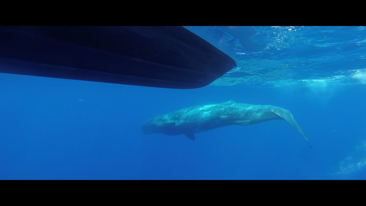 Les Cachalots du Cap Corse - FAUNE CORSE - Aout 2020