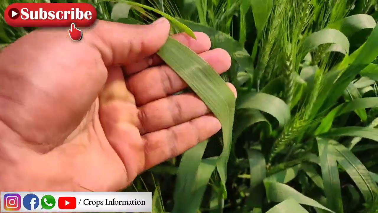 Wheat SPRAY Dose NPK, Boron, ZINC, Magnesium, Fungicide, Bactericide