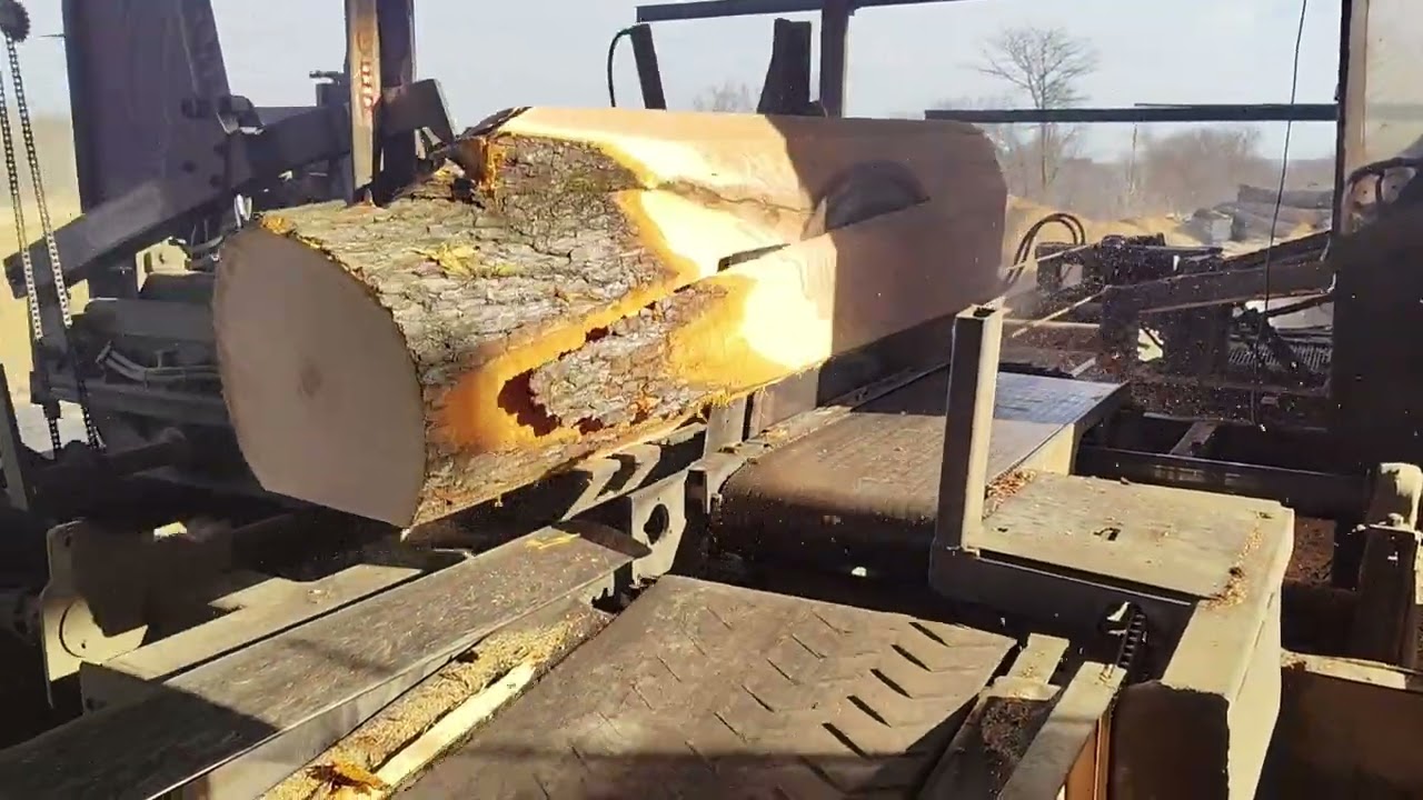 Sawing a big knotted log today # 31