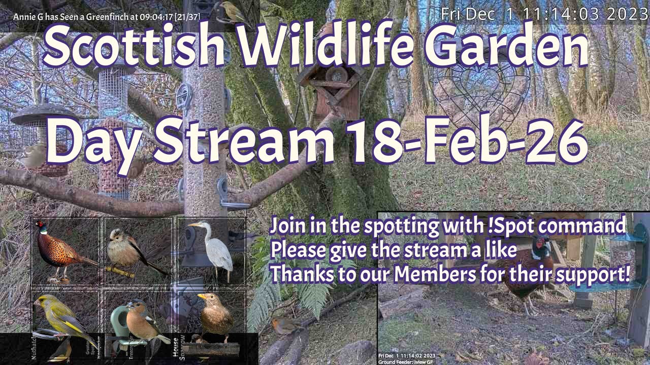 Day Stream February 18th 2026 | Bird Feeders, Wildlife Cameras Scotland UK from SWG