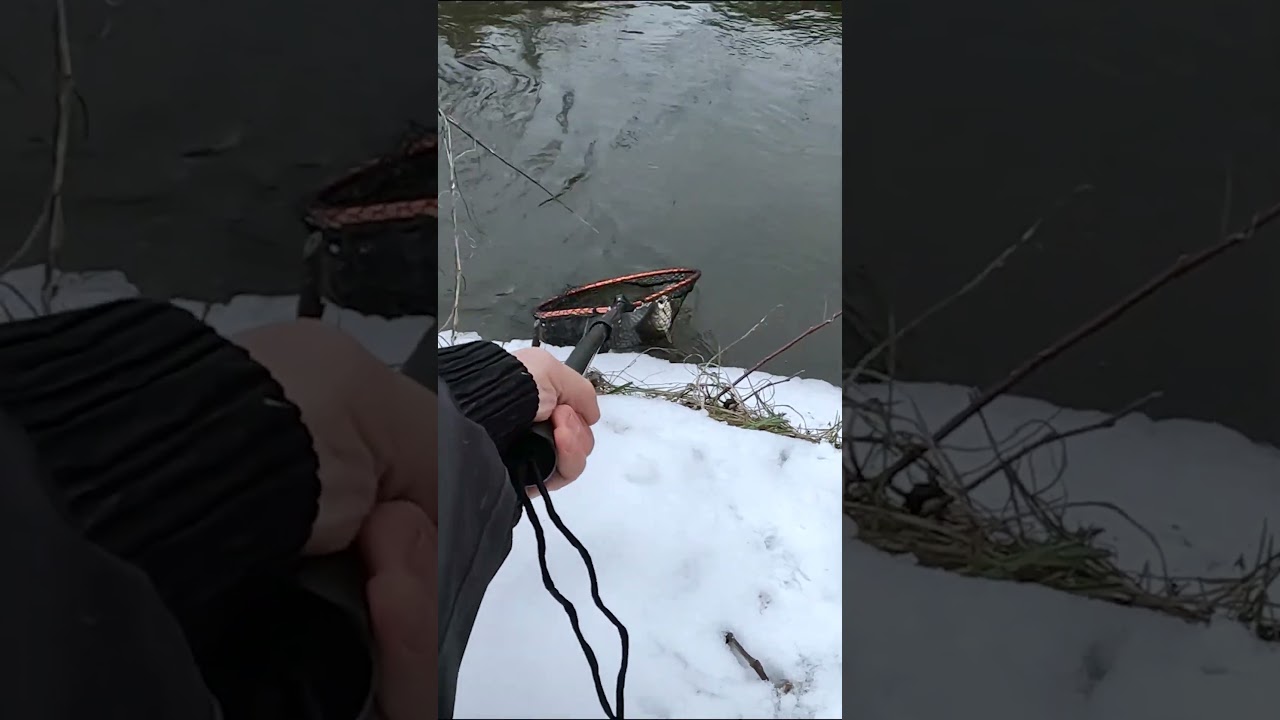 PIĘKNE KLENIE!🎣