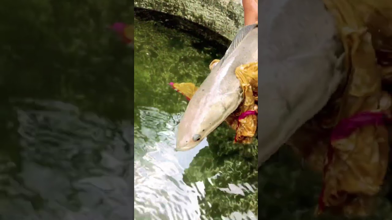 Monster fish | | Snake head fish | 