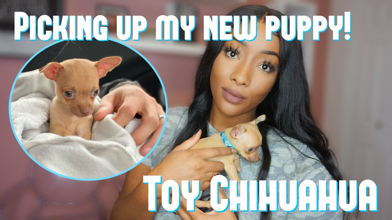 PICKING UP MY NEW PUPPY  TOY CHIHUAHUA