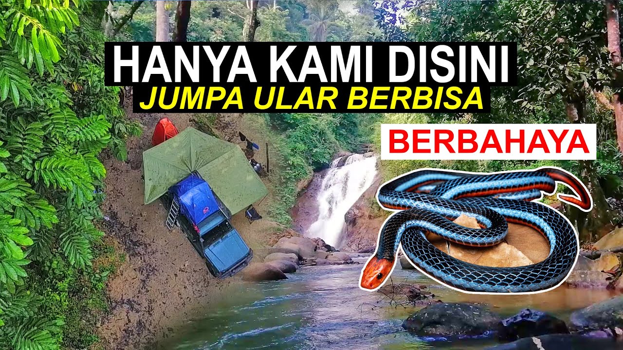 JUMPA ULAR BERBISA | LATA BUNTA KARAK