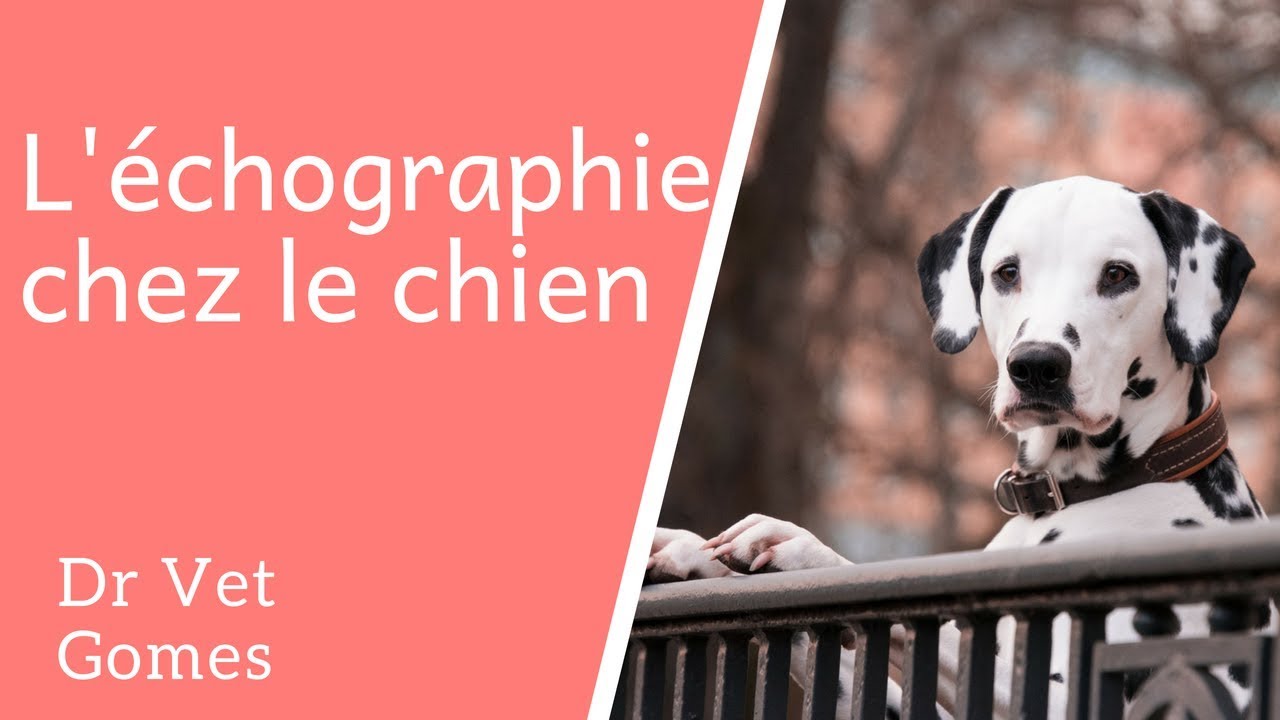 L'échographie chez le chien