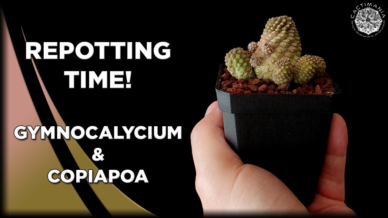 Repotting Cactus | Gymnocalycium & Copiapoa | #Cactus & #Succulent Collection