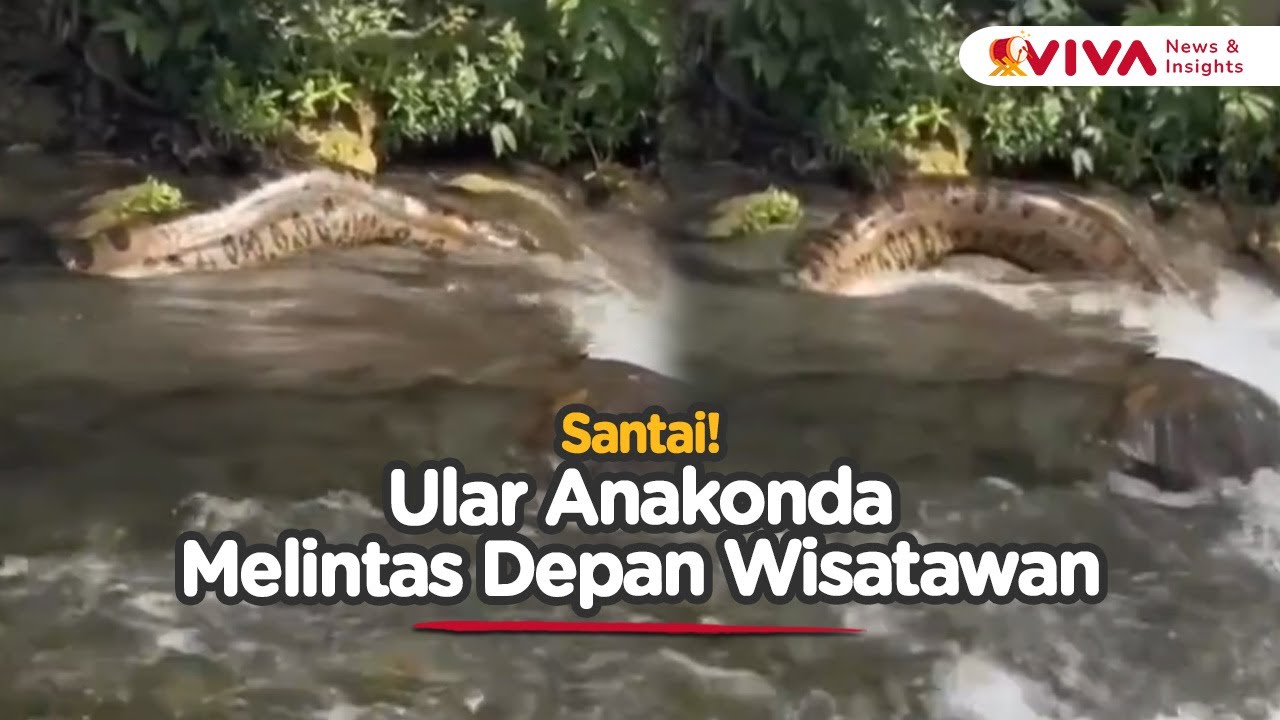 Anakonda Raksasa Menyaru dalam Air, Kemunculannya Bikin Panik Wisatawan