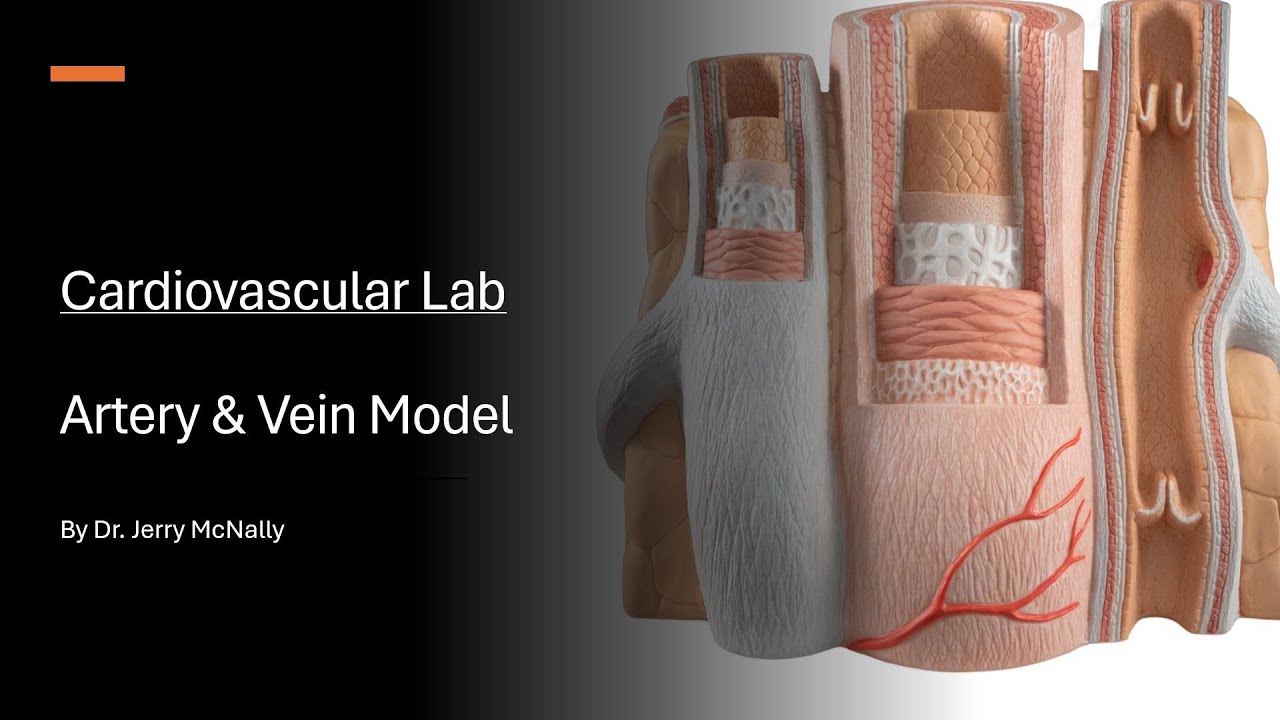 Cardiovascular Lab Artery and Vein Model