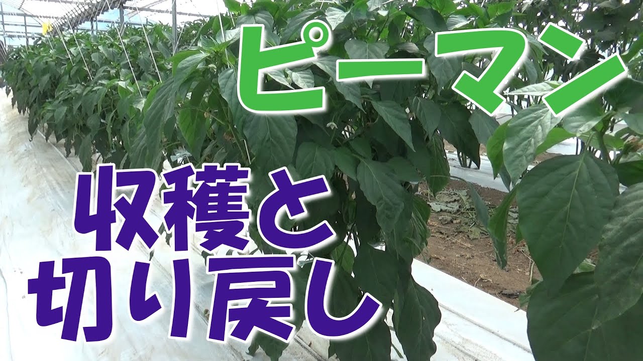 ピーマンの切り戻し収穫、収穫の波をつくらない収穫方法