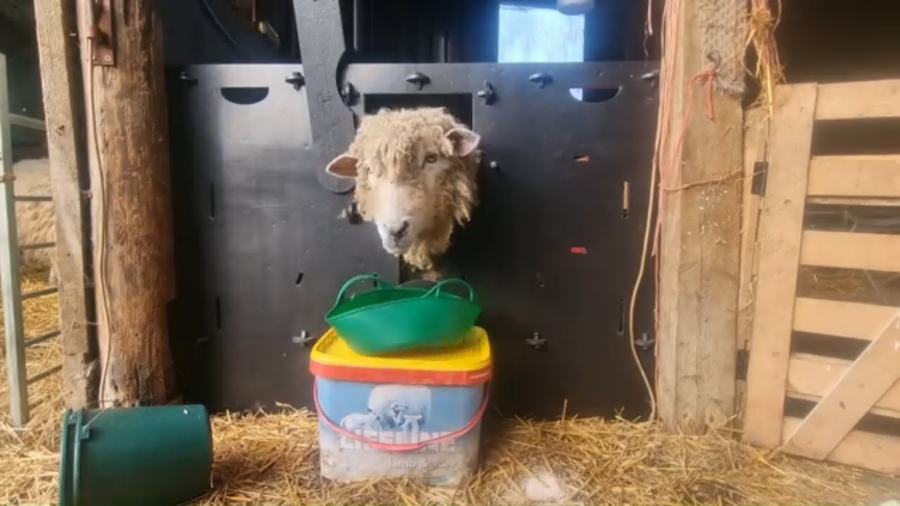 Milking Sheep by Hand - Using a Solway Adopter Hurdle to Milk Rare Breed Ewe