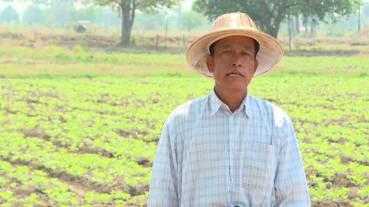 ကျောက်ဆည်ဒေသနှမ်းစိုက်တောင်သူတို့၏စကားသံများ
