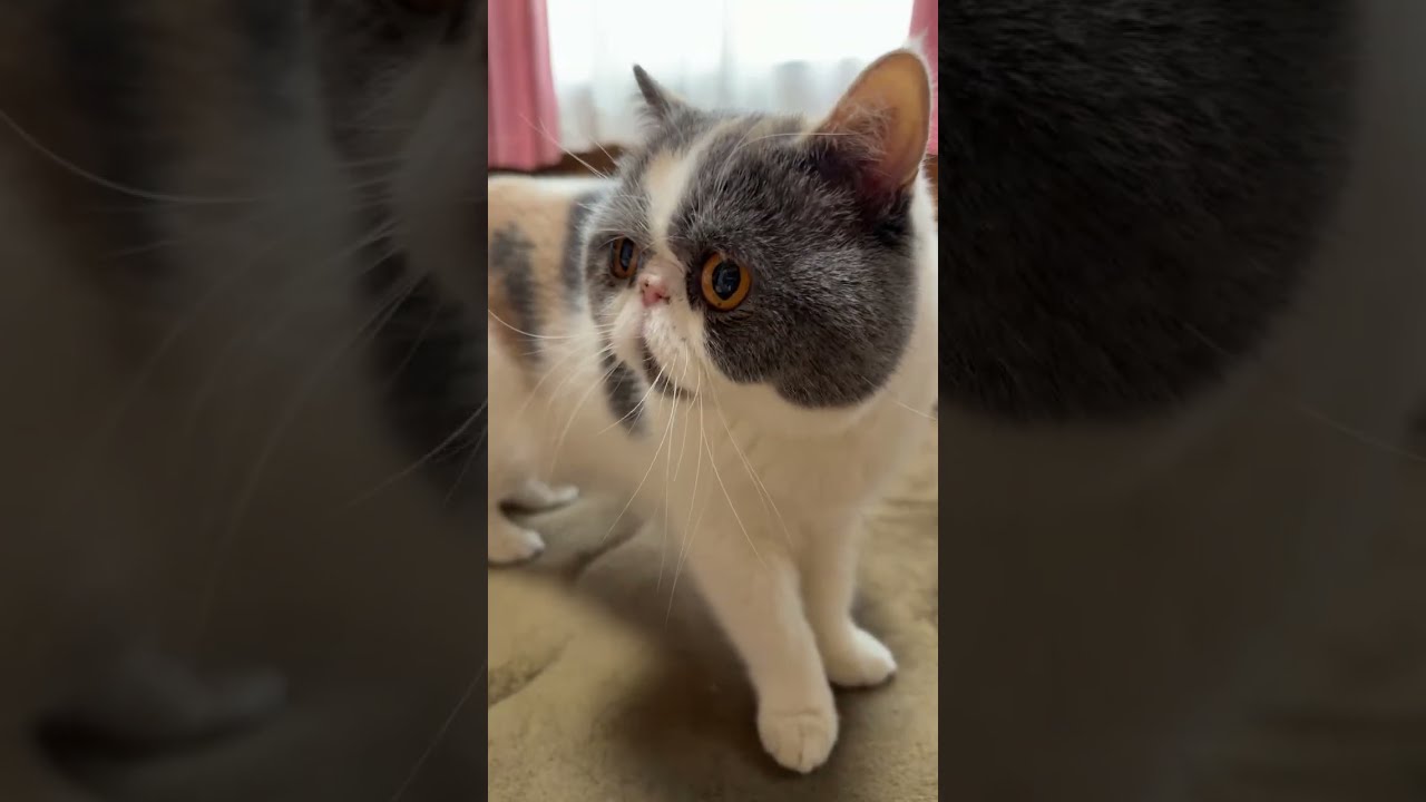 お昼ねこ〜　2026/2/15 #cat #猫のいる暮らし #癒し