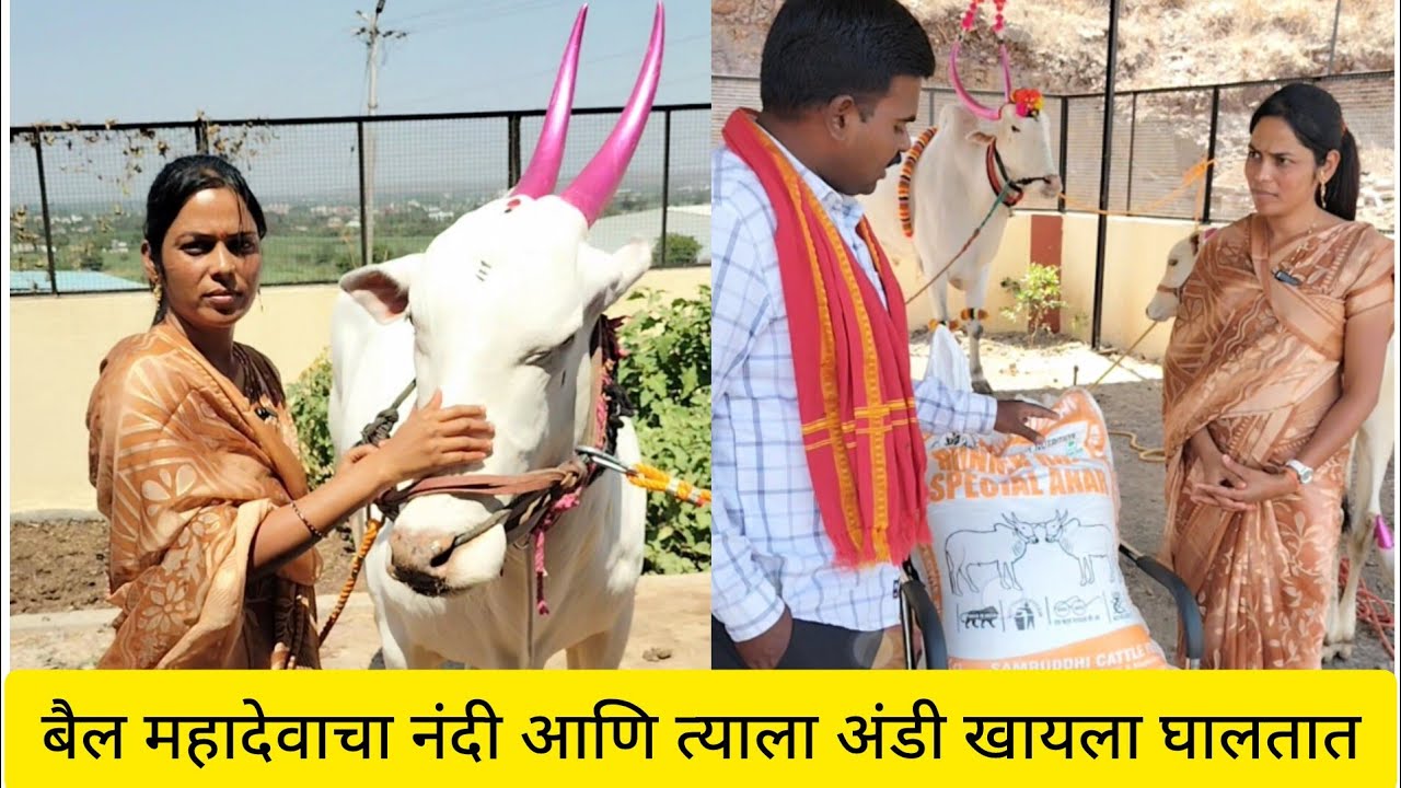 बैलाला हे खायला घाला मग बघा घोड्यासारखा फळ शर्यतीसाठी रनर राजा समृद्धी कॅटल फीड