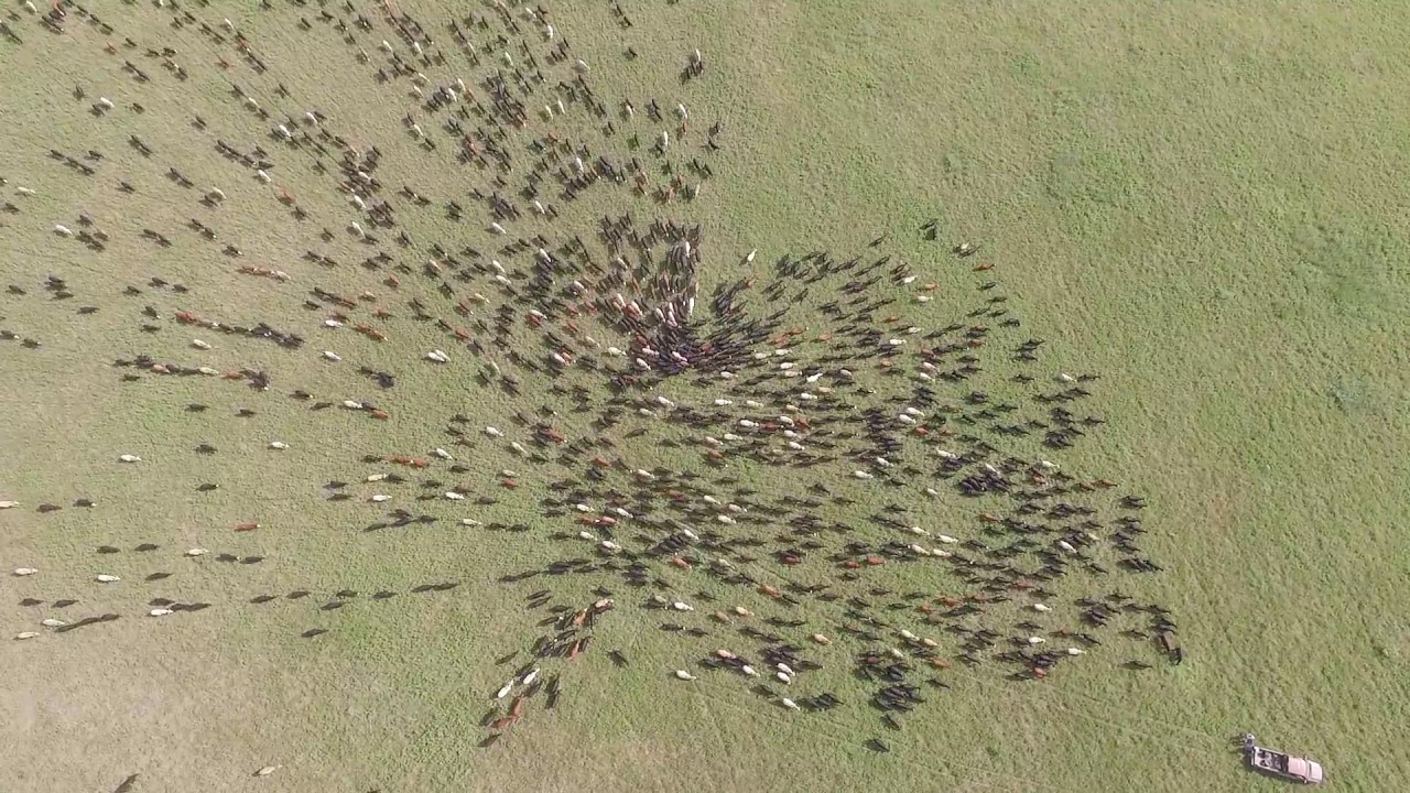 Moving The Cattle To The Next Paddock