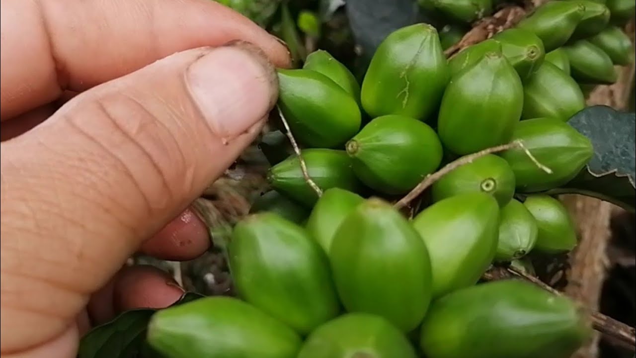 conozcan la variedad de café papayo.