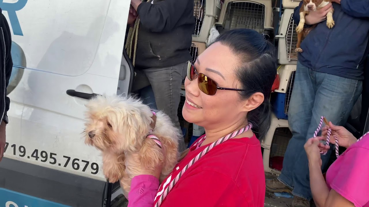 96 Dogs Rescued From Puppy Mills Return Home to Begin Their new Story, Transformation with Love