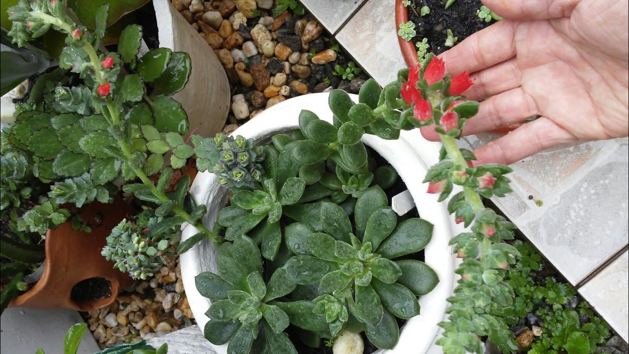 Tour nas plantas para atualuzar+achados+inceticida.