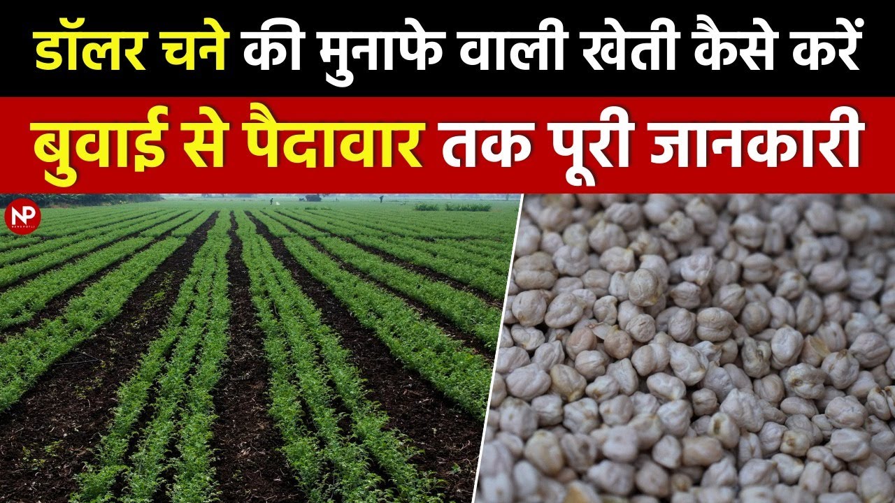 डॉलर चने की मुनाफ़े वाली खेती कैसे करें ? बुवाई से पैदावार तक की पूरी जानकारी || Dollar chana ||