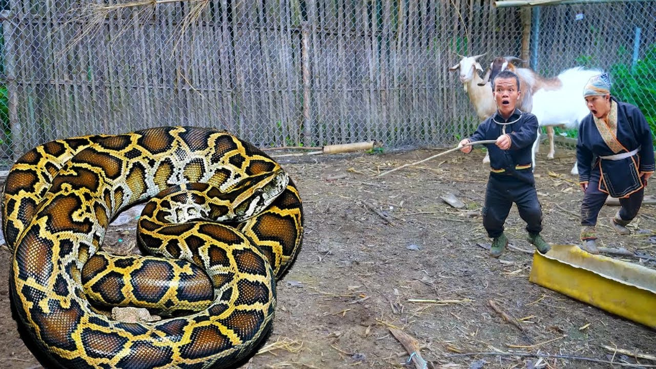 Terrifying Giant Python Attack on Farm – How This Dwarf Family Protect their Farm