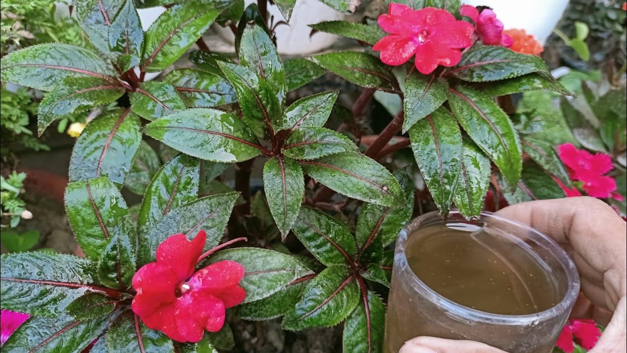 Impatiens winter flowering plant  -Care ,Magic fertilizer & right potting soil