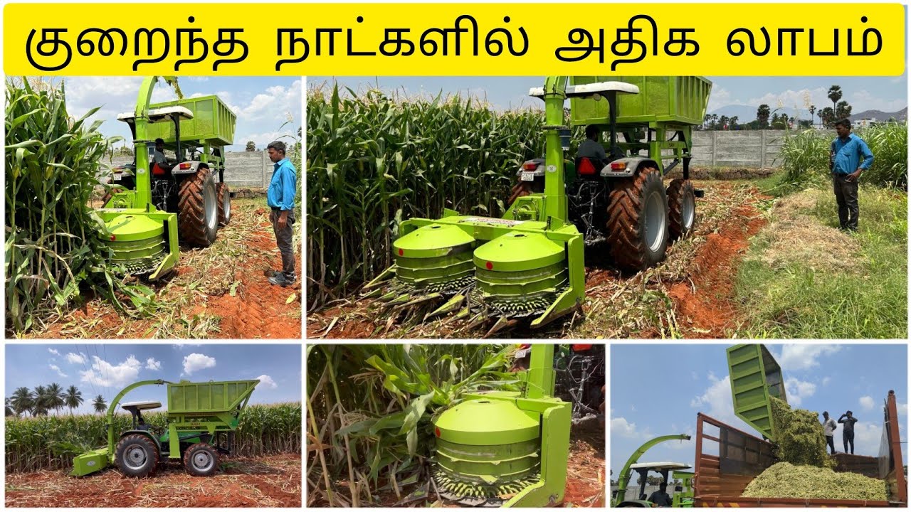 Corn Silage/80 நாட்களான சோளம் பயிர் விற்றதால் எனக்கு லாபம் தான்/ silage