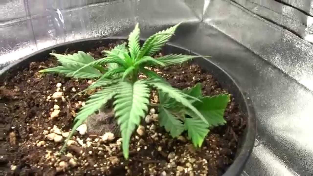 Dinafem Blue Kush Clones - Making Feminized Seeds - Grow #2 - Veg Week 3 / Day 17
