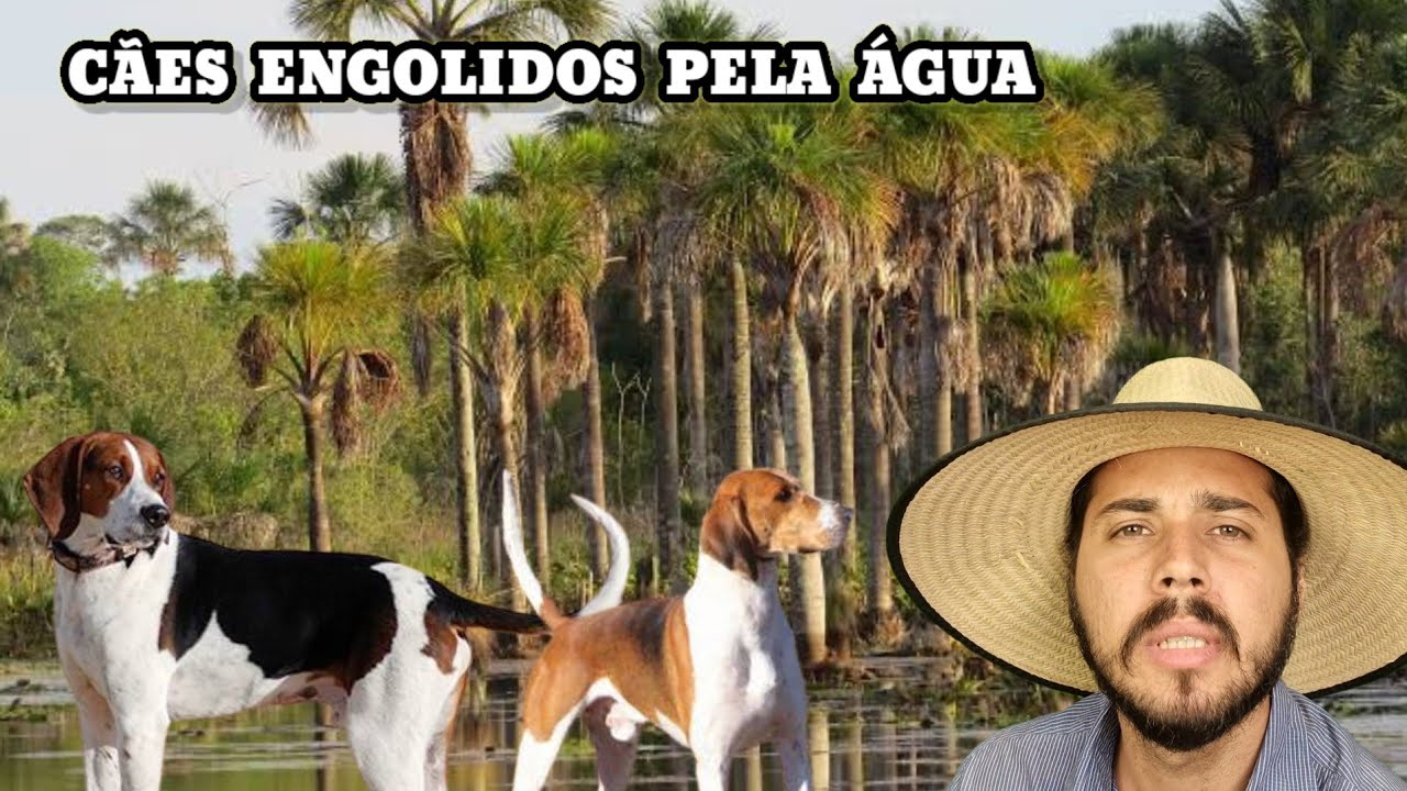O Sumiço dos cães de Caça no lago natural da propriedade