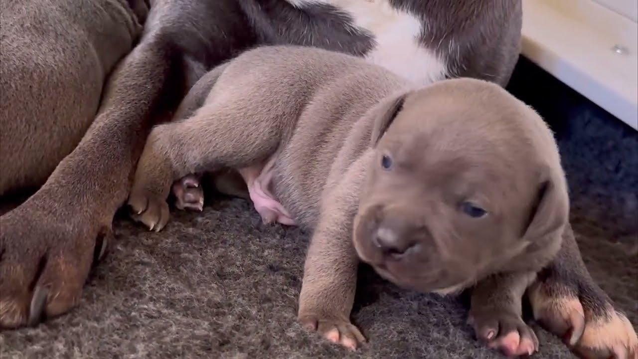 Staffordshire bull terrier mum and her litter of blue staffy puppies enjoying mum and pup time Ep 6