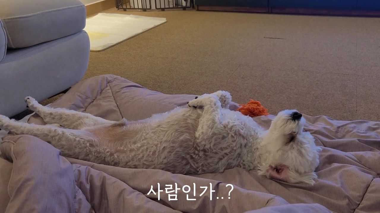 대자로 뻗어자는 강아지
