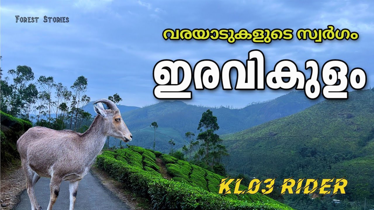 Rajamalai Eravikulam National Park Munnar | Top Tourism destination in Munnar | KL03Rider