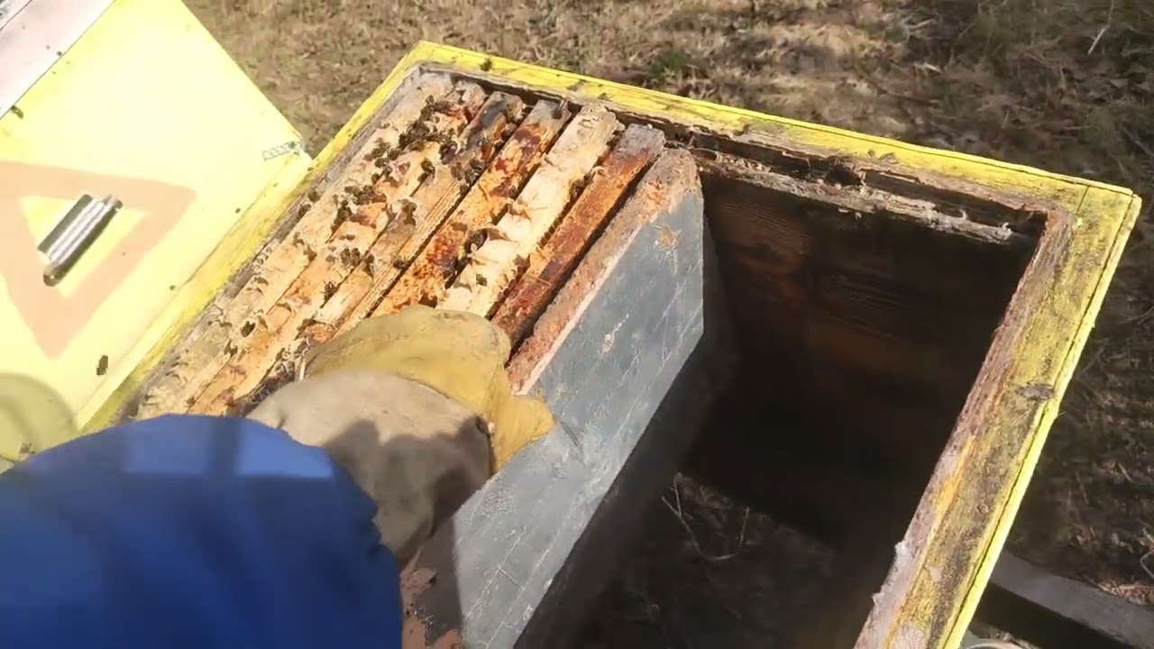 Маточники в марте, расширение гнёзд, ставлю вощину