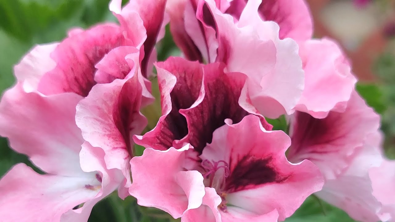 #010 6836 6044 문자주세요 ~#리갈제라늄 모음 입니다~