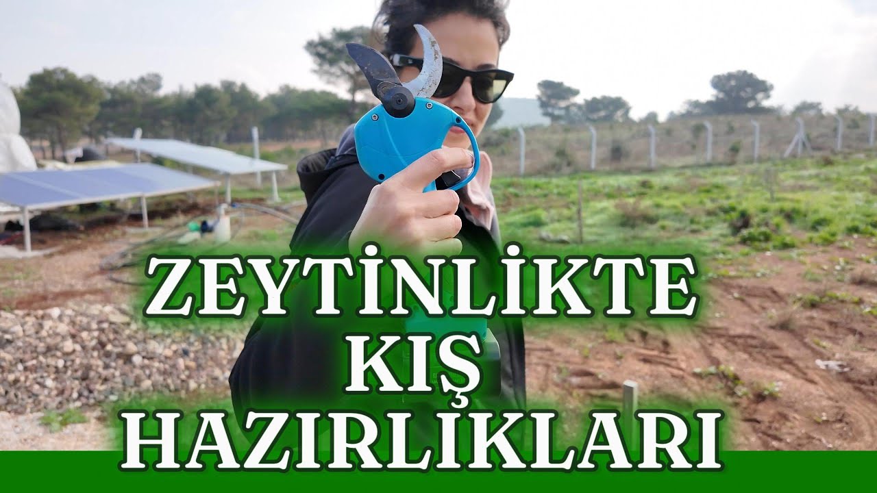 ZEYTİNLİKTE KIŞ HAZIRLIKLARI