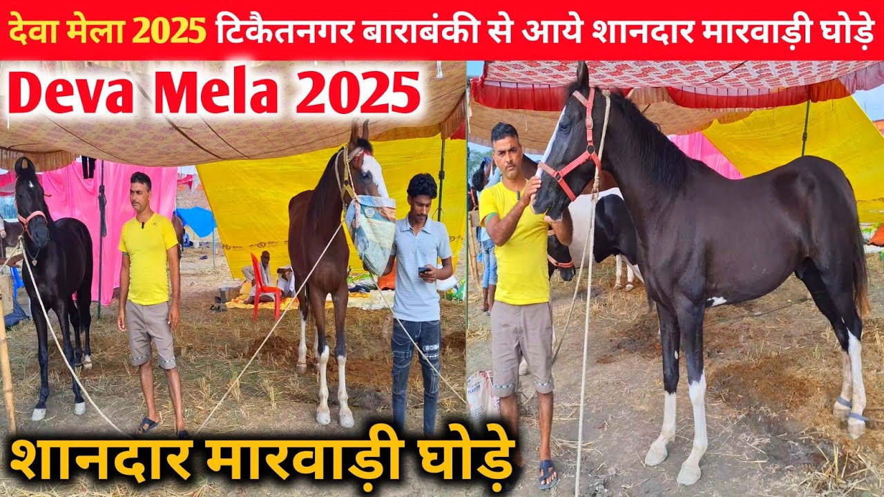 देवा मेला 2025 टिकैतनगर बाराबंकी से आये शानदार मारवाड़ी घोड़े 🎉|Deva mela ghoda bazar|Deva mela 2025