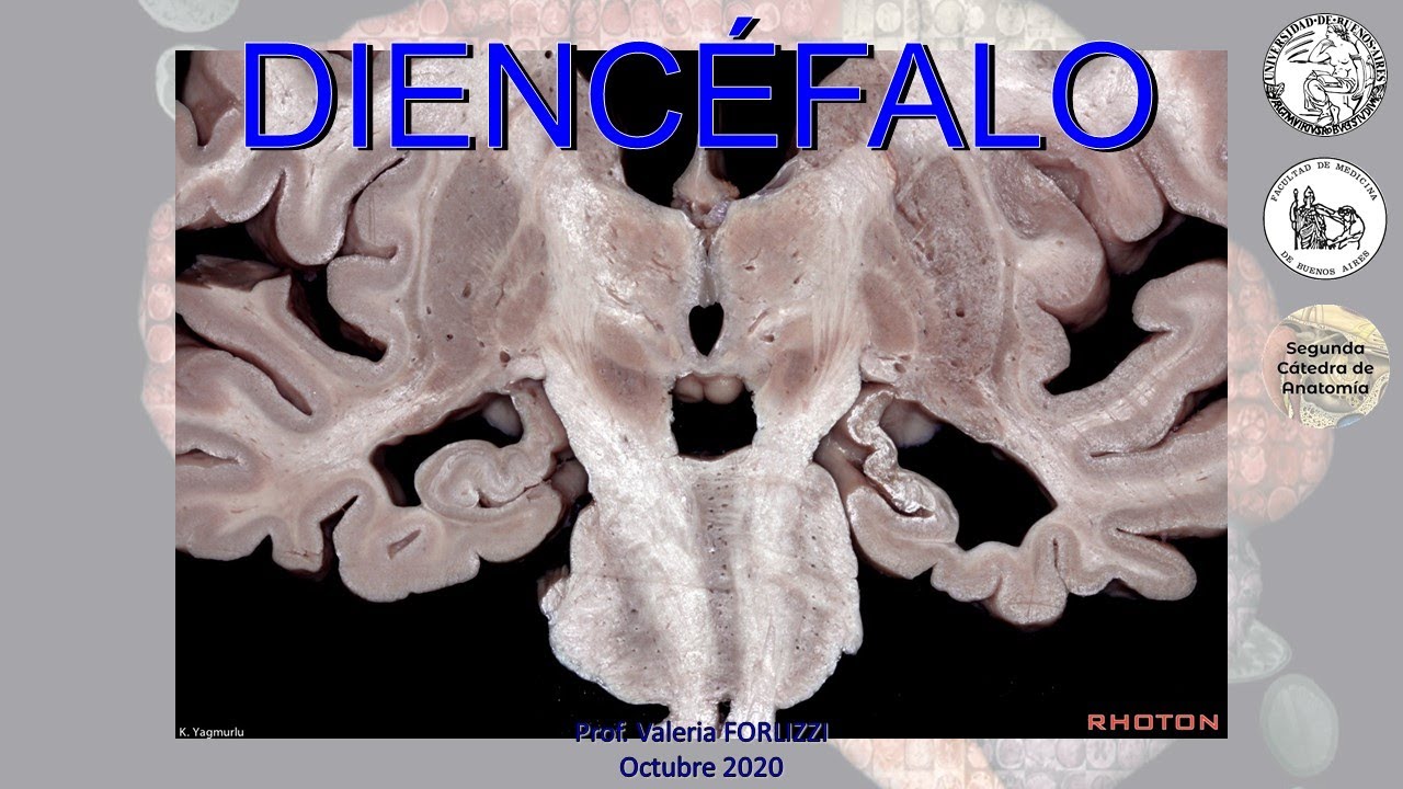 N7 | Diencéfalo | Anatomía 2 | FMed UBA