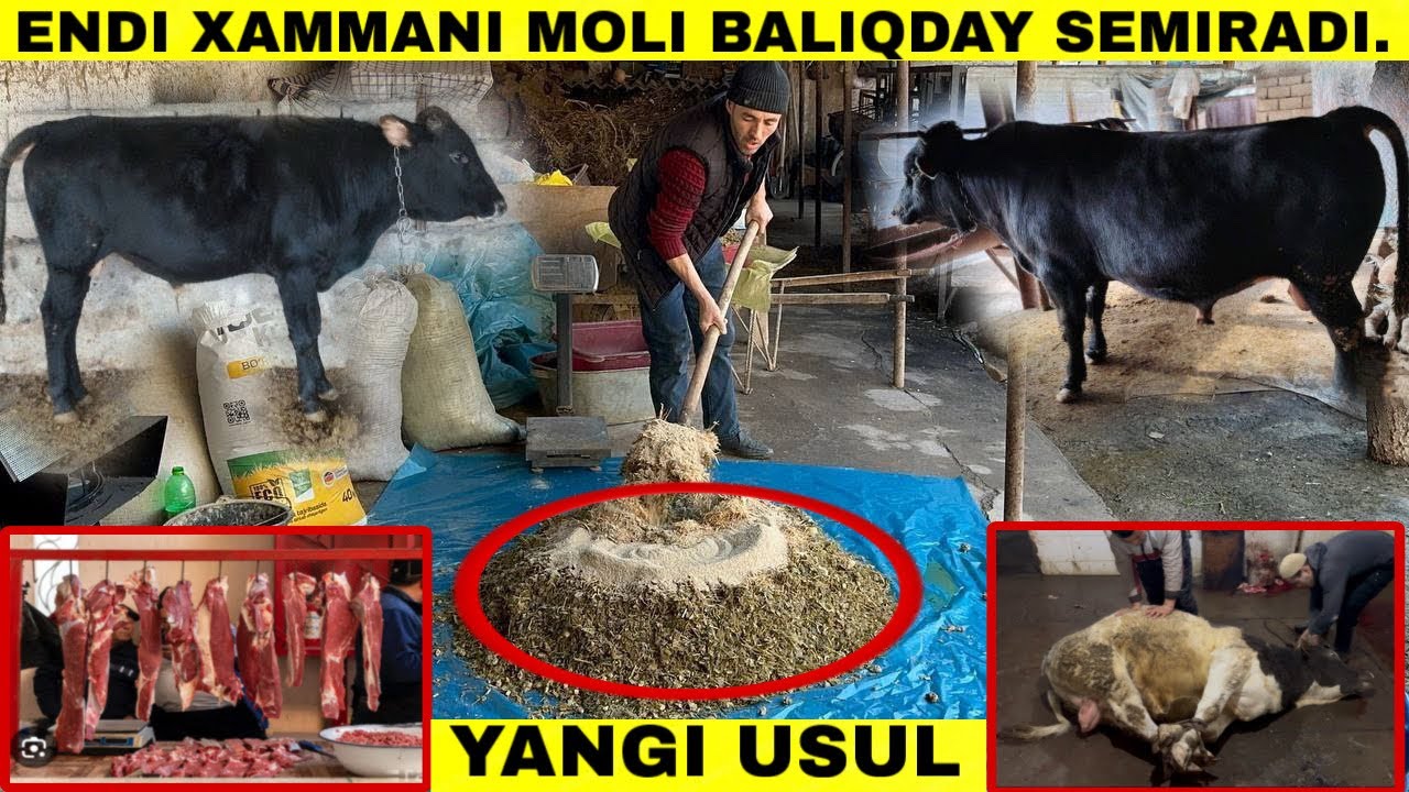 🇺🇿UZB YANGICHA OSON VA ARZON MOL BOQISH#2026 #2025 #molboqish 